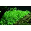 Rotala rotundifolia 'Green'