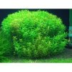 Rotala rotundifolia 'Green' /košík/