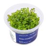 Rotala rotundifolia 'Green'