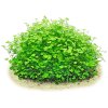 hydrocotyle tripartita mini 800x800