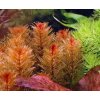Myriophyllum tuberculatum