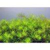 Limnophila Vietnam /in Vitro Aqua art/