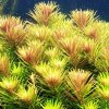 Limnophila Hippuridoides /in Vitro Aqua art/