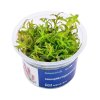 Limnophila Hippuridoides /in Vitro Aqua art/