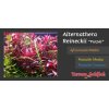 Alternanthera reineckii 'Purple' /in-Vitro Aqua-art/