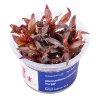 Alternanthera reineckii 'Purple' /in-Vitro Aqua-art/