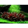 Alternanthera reineckii 'Mini' /in-Vitro Aqua-art/