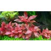 Alternanthera reineckii 'Rosanervig' /in-Vitro Aqua-art/