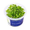 Bacopa caroliniana /in-Vitro Aqua-art/