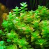 Bacopa caroliniana /in-Vitro Aqua-art/