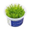 Bacopa myriophylloides /in-Vitro Aqua-art/