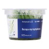 Bacopa myriophylloides /in-Vitro Aqua-art/