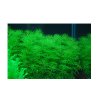 Bacopa myriophylloides /in-Vitro Aqua-art/