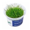 Eleocharis pusilla /in Vitro Aqua art/