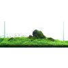 Glossostigma elatinoides /in Vitro Aqua art/