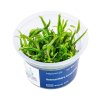 Heteranthera Zosterifolia /in Vitro Aqua art/
