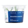 Heteranthera Zosterifolia /in Vitro Aqua art/