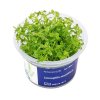Limnophila sessiliflora /in Vitro Aqua art/