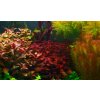 Ludwigia mini sp. super Red /in Vitro Aqua art/