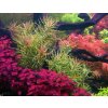 Ludwigia mini sp. super Red /in Vitro Aqua art/