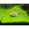 Micranthemum "Monte Carlo" /in Vitro Aqua art/