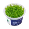 Micranthemum micranthemoides /in Vitro Aqua art/