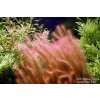 Rotala wallichii 12