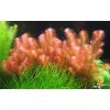 Rotala wallichii 2