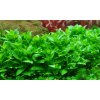 staurogyne repens 1x