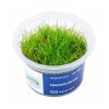 Eleocharis parvula /in-Vitro Aqua-art/