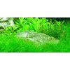 Eleocharis parvula /in-Vitro Aqua-art/