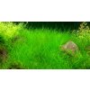 Eleocharis parvula /in-Vitro Aqua-art/