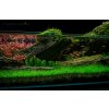 Crimson Sky Nature Aquarium by James Findley e1
