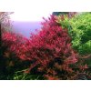 Rotala rotundifolia 'Red' 2