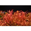Rotala rotundifolia 'Red' 3