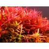 Rotala rotundifolia 'Red' 4