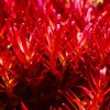 plante rouge d aquarium rotala singapore blood red sumptuous