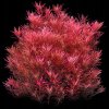 Rotala Blood Red Singapore podmorsky chov