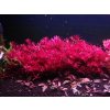 rotala blood red took over half the tank finally v0 hfl2hth49rt81