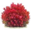 rotala rotundifolia singapore blood red