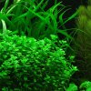 Bacopa Monnieri caresheet moneywort information where to buy and for sale AquaticMag 1