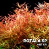 rotala yao yai