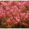Rotala indica
