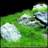 hairgrass eleocharis acicularis 1 to 2 inch wide mat tall and fast growing live aquarium plant by aquatic arts 1 500x500