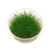 Eleocharis acicularis 800x600
