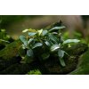 Bucephalandra sp. ’Needle leaf’