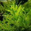 Hygrophila Odora 1