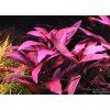 ludwigia glandulosa 4f7a01384bd2b