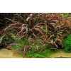 Hygrophila pinnatifida /in Vitro Aqua art/