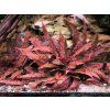 Cyptocoryne Affinis Red